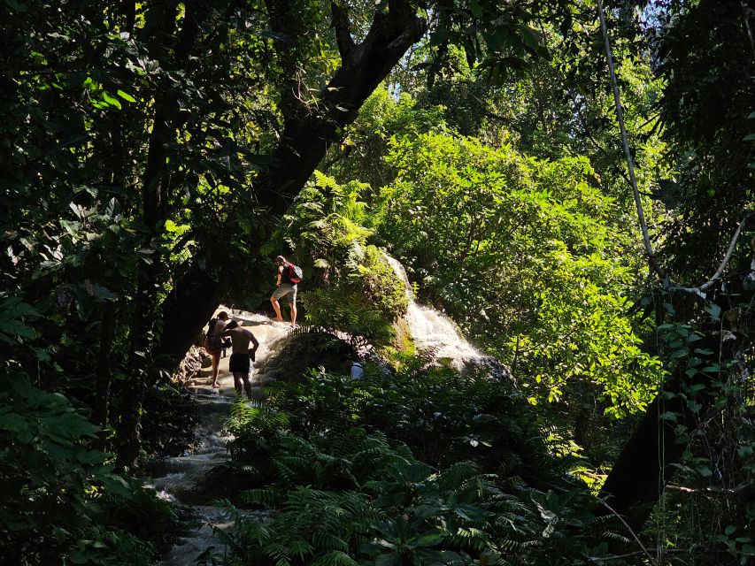 Chiang Mai: Sticky Waterfall Half-Day Tour & Hotel Transfers - Si Lanna National Park: forest time, plus a chance at birds