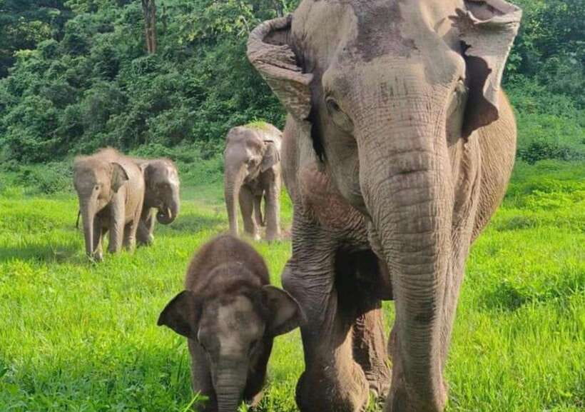 Chiang Mai | TeeTee Elephant Home Elephant Care Half-Day - Key points worth knowing before you go