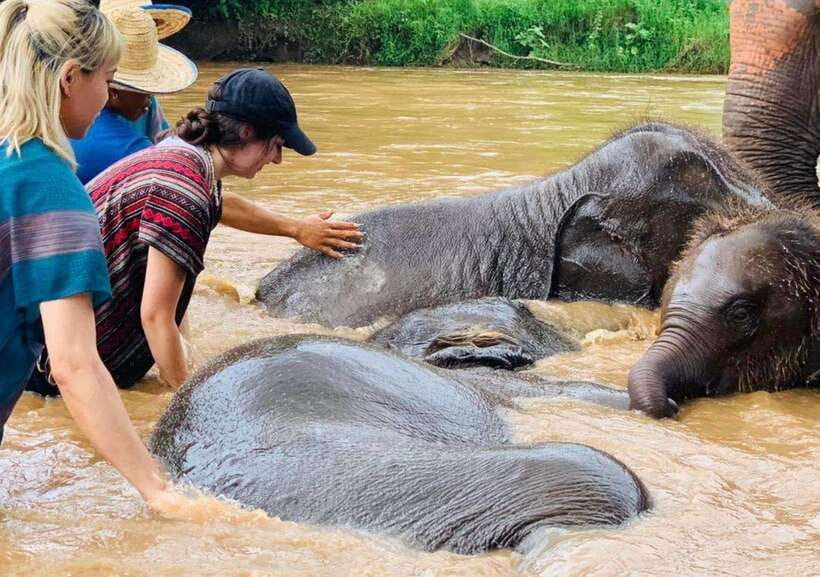 Chiang Mai | TeeTee Elephant Home Elephant Care Half-Day - First moments: the caretakers, the rules, and how it all starts