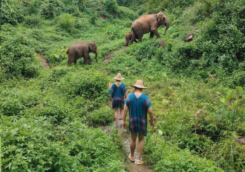 Chiang Mai | TeeTee Elephant Home Elephant Care Half-Day - Phu Pha and San Dee: two growing elephants that love to eat
