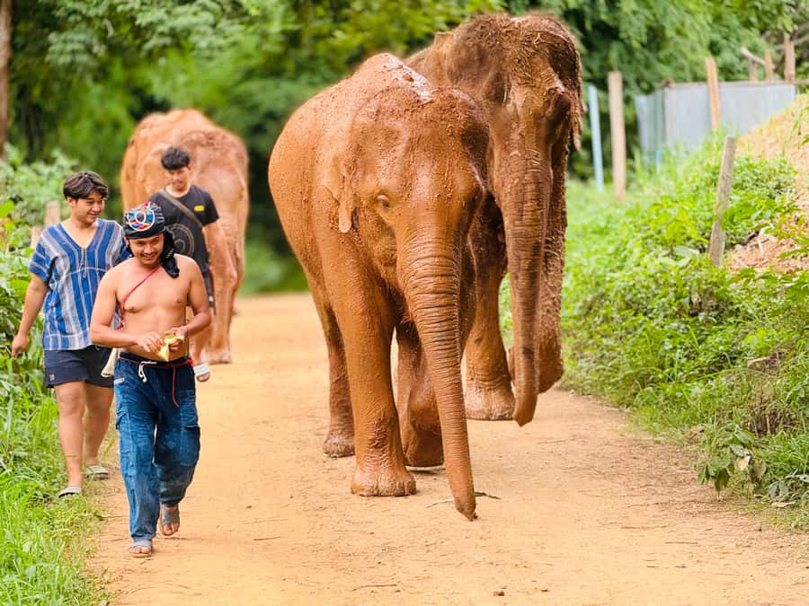 Chiang Mai : Temple , Nature and culture in one day. - Lunch time: a proper break at 11:00