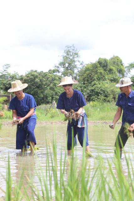 Chiang Mai: Thai Buffalo and Rice Planting Experience - Should You Book? My Practical Recommendation