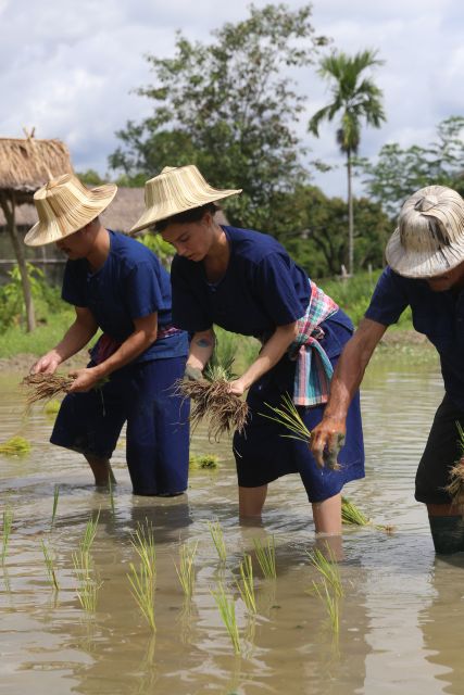 Chiang Mai: Thai Buffalo and Rice Planting Experience - What You’ll Wear (and the One Mistake to Avoid)