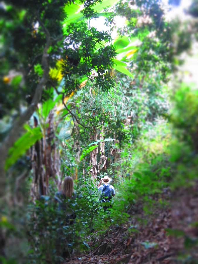 Chiang Mai: Tree House Stay & Jungle Zip-Lining - Who this tour fits best (and who might not love it)
