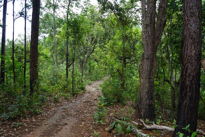 Chiang Mai Trekking Tour :Full day (no rafting) - Elephant Pride Sanctuary: Feeding, Bathing, and Learning Elephant Care