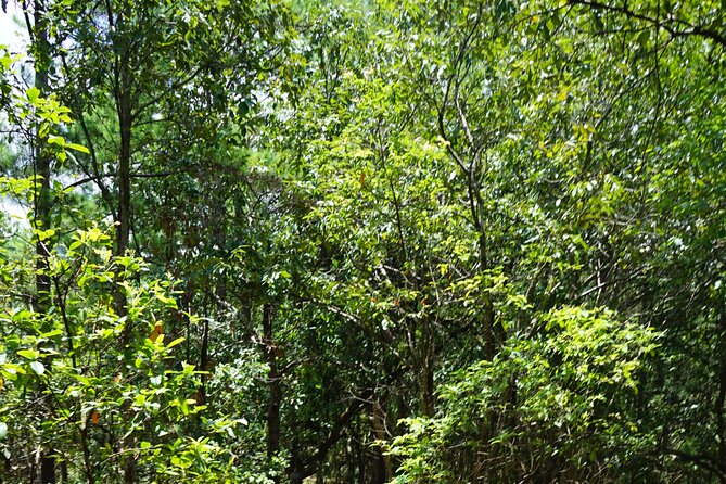 Chiang Mai Trekking Tour :Full day (no rafting) - Timing and Duration: How to Plan the Rest of Your Day