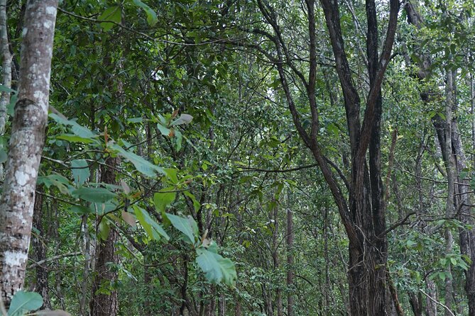 Chiang Mai Trekking Tour :Full day (no rafting) - Price and Value: Why $64.53 Can Make Sense Here