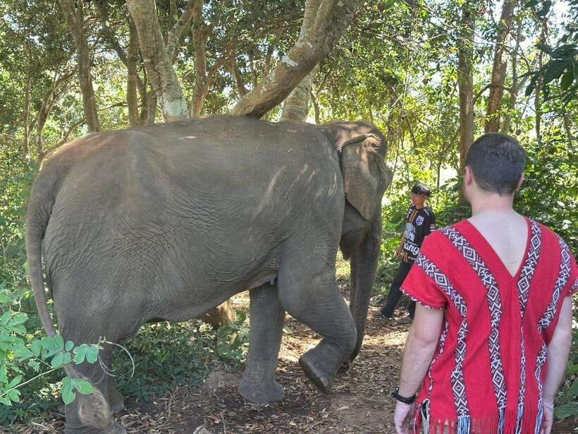 Chiang Mai Untouched Elephant: Nature Walk & Waterfall Trek - Key Highlights You’ll Notice Fast
