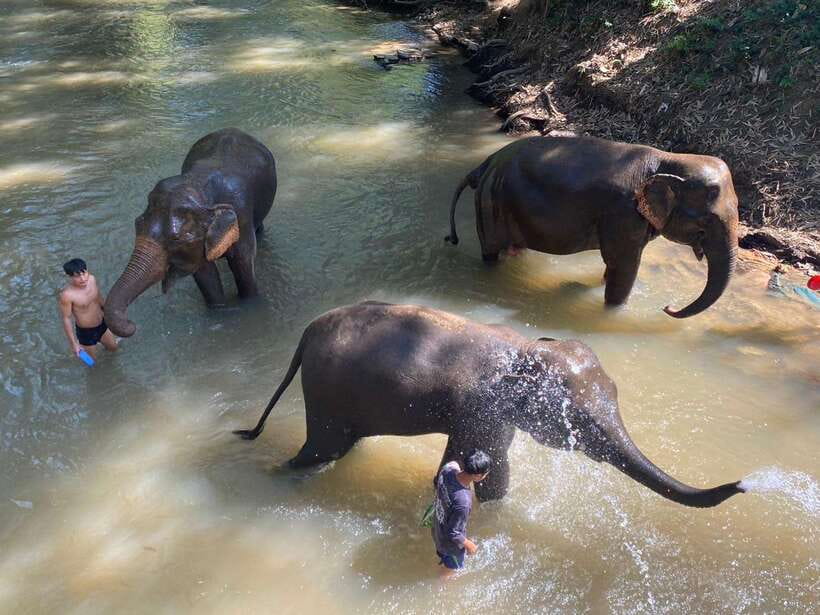 Chiang Mai Untouched Elephant: Nature Walk & Waterfall Trek - Why This Chiang Mai Elephant Day Feels Different