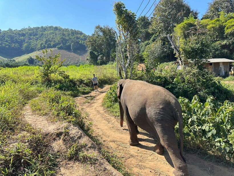 Chiang Mai Untouched Elephant: Nature Walk & Waterfall Trek - River Mud Spa Bath: The Refreshing Part (Yes, You’ll Get Wet)