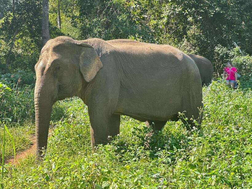 Chiang Mai Untouched Elephant: Nature Walk & Waterfall Trek - Price and Value: Is $51 a Good Deal?