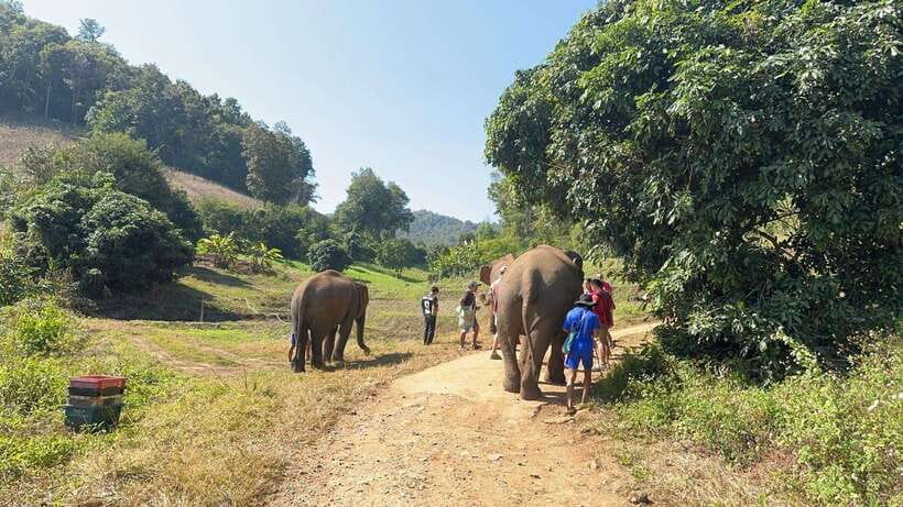 Chiang Mai Untouched Elephant: Nature Walk & Waterfall Trek - Who This Tour Suits Best (And Who Should Skip)