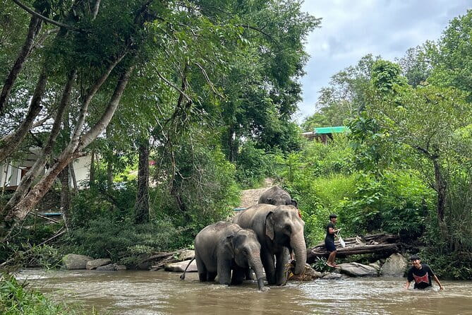ChiangMai 1DayTour:Elephant Sanctuary,king&queen pagoda,waterfall - The jungle walk and river bath: bring the right mindset