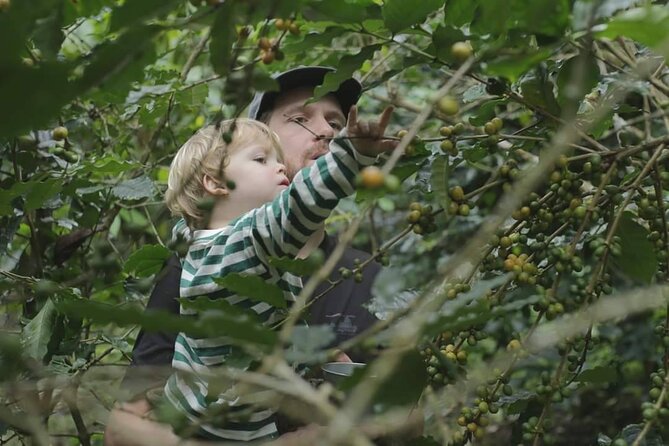 Chiangmai Coffee Farm Tour - Key highlights you’ll actually feel