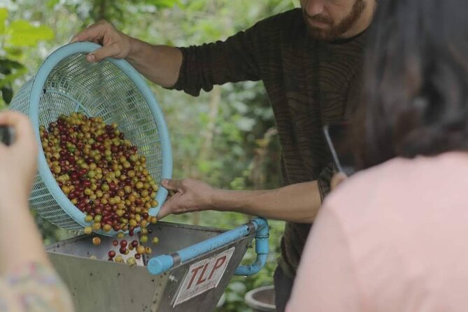 Chiangmai Coffee Farm Tour - Price, group size, and what kind of day you’re buying