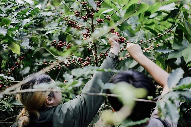 Chiangmai Coffee Farm Tour - Who should book this coffee farm day and who might skip it