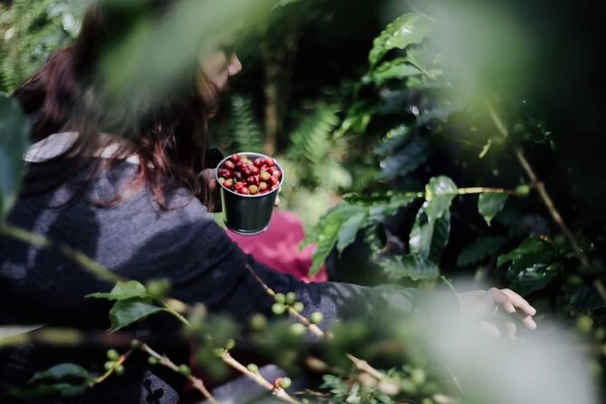 Chiangmai Coffee Farm Tour - Should you book the Chiangmai Coffee Farm Tour?