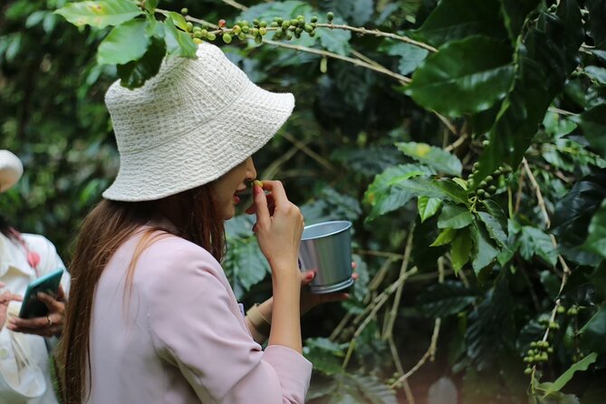 Chiangmai Coffee Farm Tour - Chiang Mai’s organic coffee farm: what you’ll do on arrival