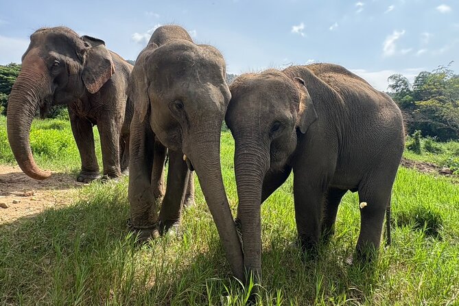 Chiangmai Half Day Visit and Wildlife Experience - Key highlights you’ll care about