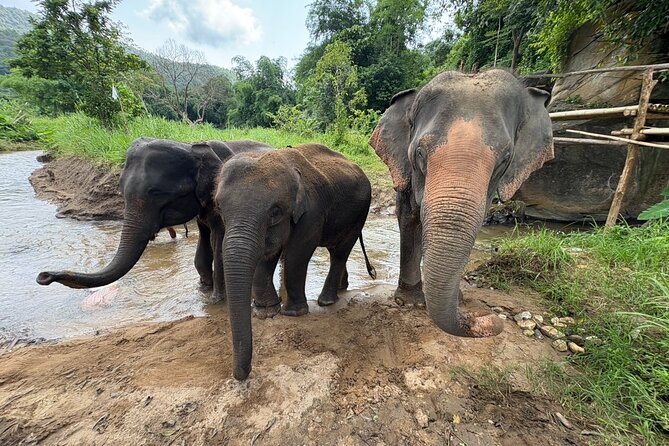 Chiangmai Half Day Visit and Wildlife Experience - Feeding, petting, and river washing: close contact without the usual show tricks