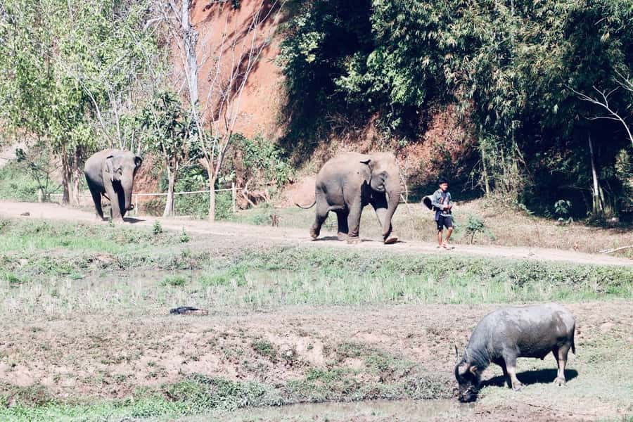 Chiangmai: Highlights Full-Day Tour with Private Driver - Key things to know before you go