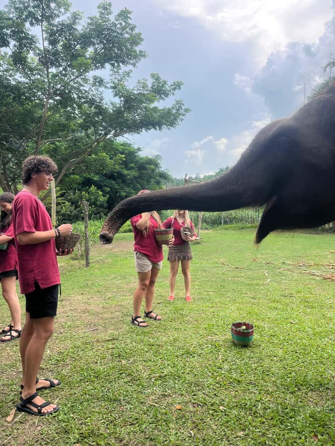 Chiangmai : Take care elephants+poopaper, sticky waterfalls - A tight 8-hour loop from Rich Coffee House