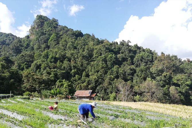 Doi Inthanon Day Trip:Twin Pagodas,Soft Hiking,Coffee Plantation - Coffee Plantation Expectations: Tasting Session vs. Real Plantation Walk