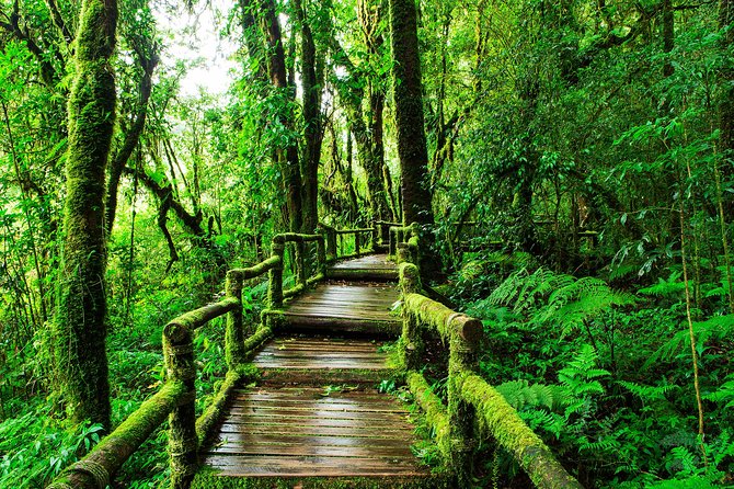 Doi Inthanon National Park - Thailand's Highest Peak - Wat Phra That Si Chom Thong: Sacred Gold + Temple Rules You Must Follow