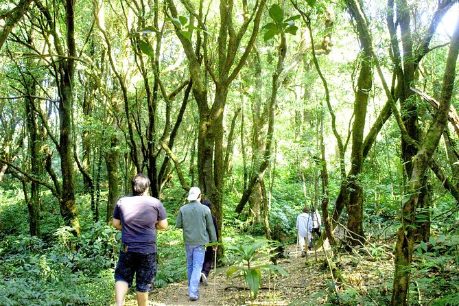Doi Inthanon National Park, Waterfall & Royal Project Day Tour From Chiang Mai - Pickup, timing, and what the small-group route feels like