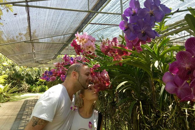 Doi Suthep Temple and Bau Thong Waterfalls Private Tour - Stop 3: Bai Orchid and Butterfly Farm plus buffet lunch