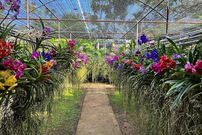 Doi Suthep Temple, Pha Lat Temple, Sticky Waterfall, Orchid farm - Sticky Waterfall (Bua Thong): the limestone climb that’s actually the point