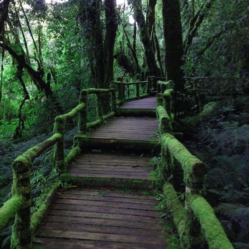 Eco-Friendly: Doi Inthanon & Pha Dok Siew Trekking Day Trip - How to choose this trip: best fits and common mismatches