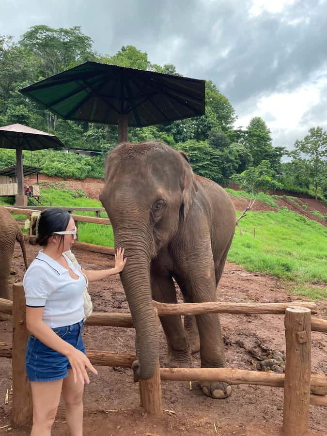 Elefin Farm & Cafe Half-day tour with Private Car - Private Car in Chiang Mai: The Easy Start