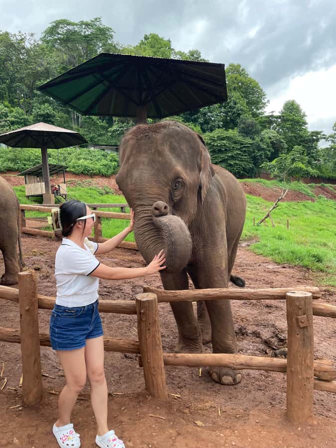 Elefin Farm & Cafe Half-day tour with Private Car - Elefin Farm & Cafe: Two Hours with Gentle Elephants
