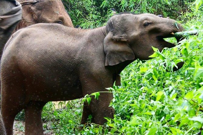 Elephant and Gibbon Encounters - 5days/4nights - Meeting point and timing: the 9:00 start matters