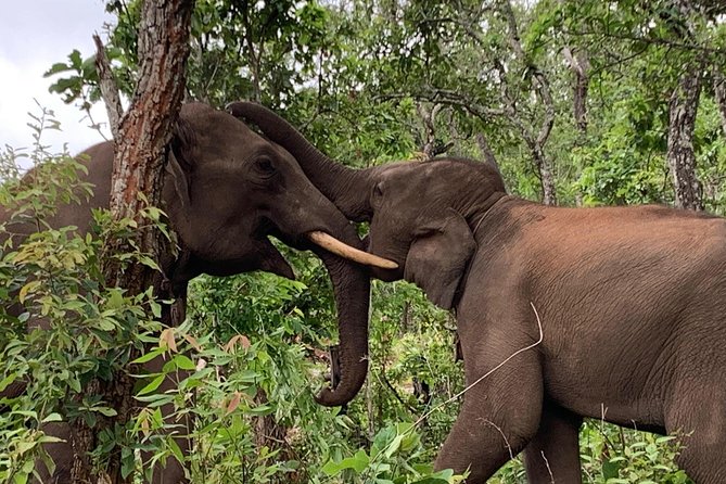Elephant and Gibbon Encounters - 5days/4nights - Day 4: gibbon calls outside your door and a forest cave visit