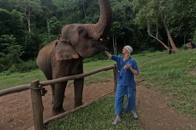Elephant care program at CHIANGMAI ELEPHANT CARE - What You Actually Do With the Elephants (No Riding, Feeding, Walking, and Bath Time)