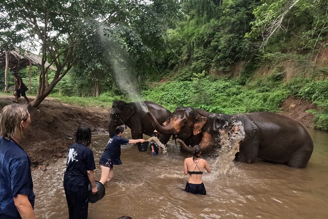 Elephant care program at CHIANGMAI ELEPHANT CARE - Who This Trip Fits Best (Families, First-Timers, and Moderate Fitness)