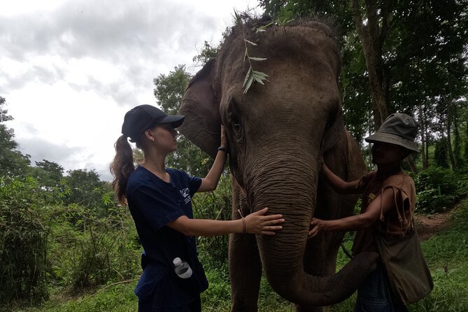 Elephant care program at CHIANGMAI ELEPHANT CARE - Weather Matters, and Extras May Appear Depending on Your Choice