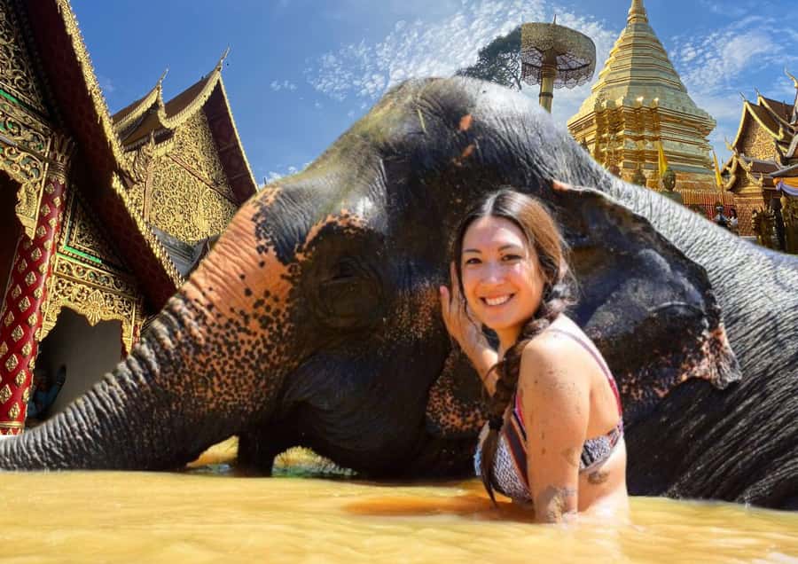 Elephant care with Wat Umong, Doi Suthep and Night City view - Why this elephant-and-temple combo works in one day