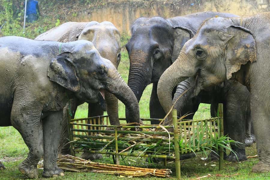 Elephant care with Wat Umong, Doi Suthep and Night City view - Price and value: is $122 a good deal for a full day?