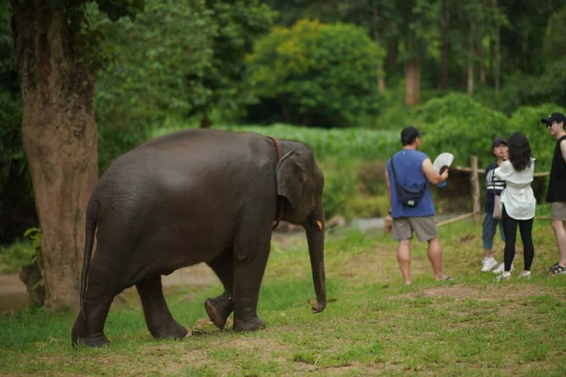 Elephant Habitat Park Feeding Entry & Rafting Van Transfer - Bamboo rafting on the Mae Wang River (about 45 minutes)