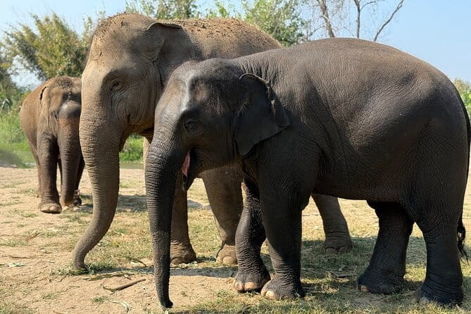 Elephant Sanctuary, Wat Ban Den & Sticky Waterfall - Elephant Sanctuary at Pang Maidaeng: Up-Close Without the Noise