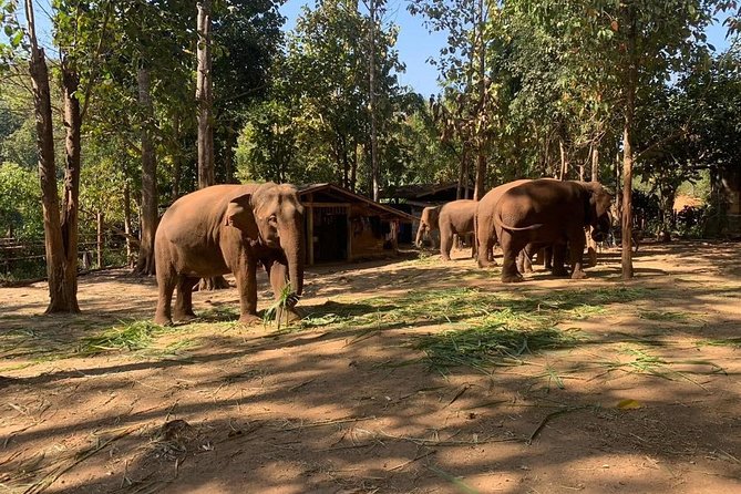 Elephant Sightings , Bamboo Rafting Through The Jungle, Swimming In a Waterfall - Pickup, timing, and the small-group feel that keeps it sane