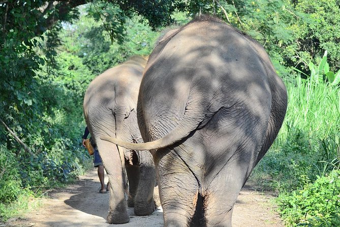 Experience Elephant Sanctuary + Sticky Waterfall - Key Highlights You’ll Actually Notice