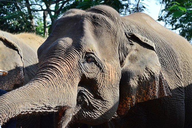 Experience Elephant Sanctuary + Sticky Waterfall - Planning Your Day: From Chiang Mai Pickup to Sanctuary Calm