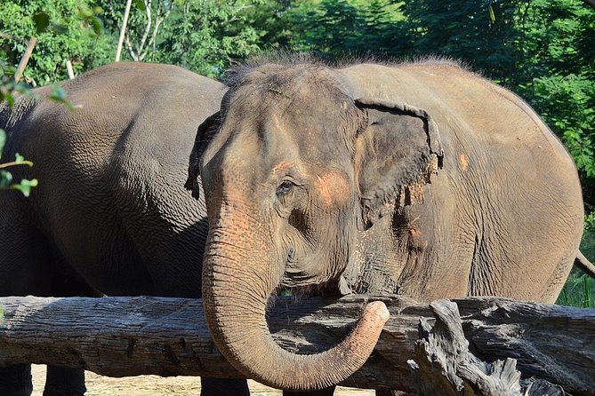 Experience Elephant Sanctuary + Sticky Waterfall - Guides and Drivers: When Quality Makes the Difference