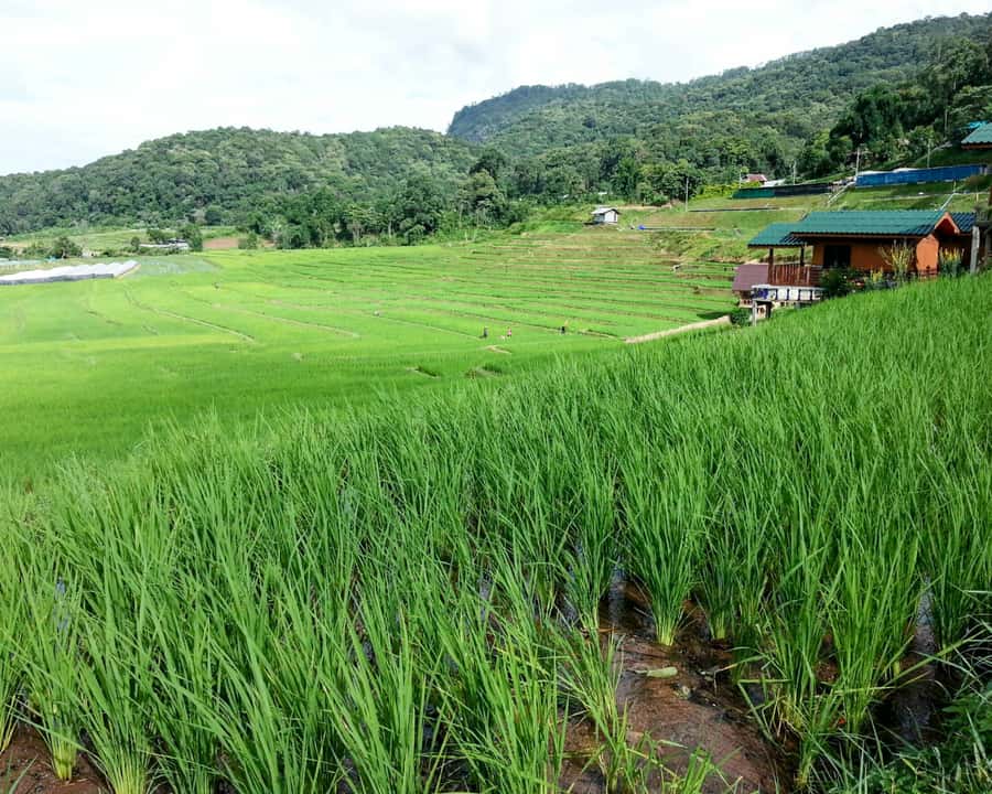 From Chiang Mai: Doi Inthanon National Park Day Trip & Hike - Key highlights you’ll actually feel
