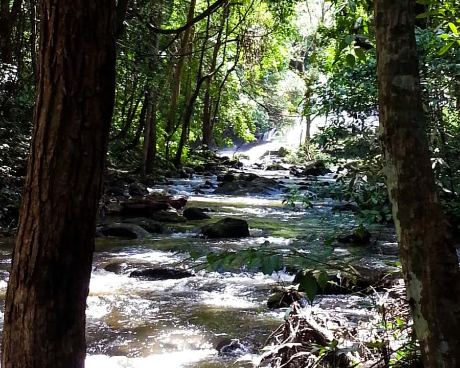 From Chiang Mai: Doi Inthanon National Park Day Trip & Hike - Doi Inthanon starts with cool air and a quick rainforest hit