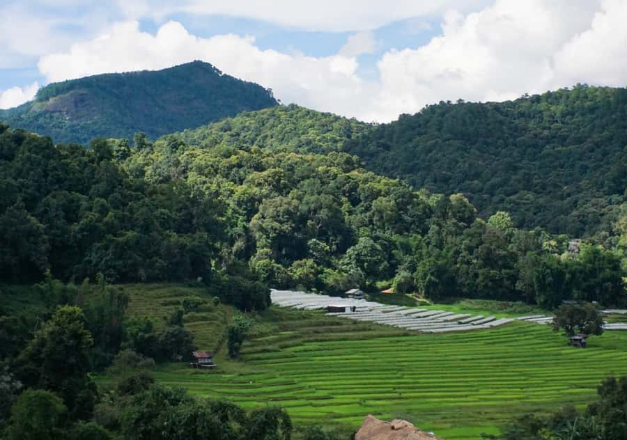From Chiang Mai: Doi Inthanon National Park Day Trip & Hike - Pha Dok Siew Nature Trail hike: rice views, shady forest, and rain gear